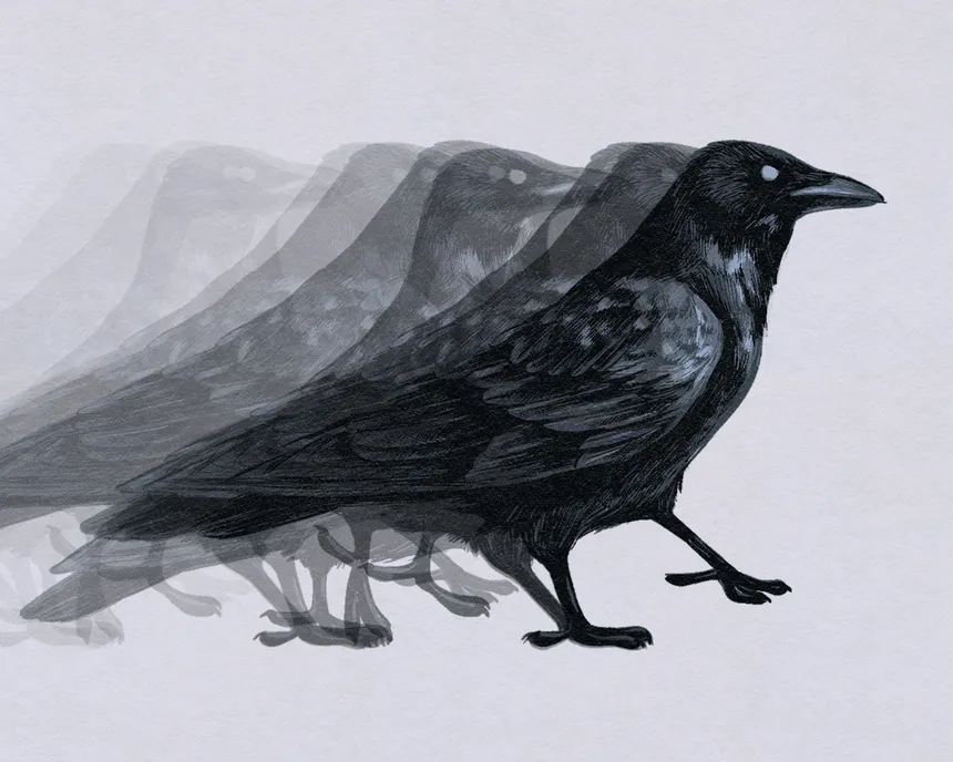 Crow on a walk  - 1