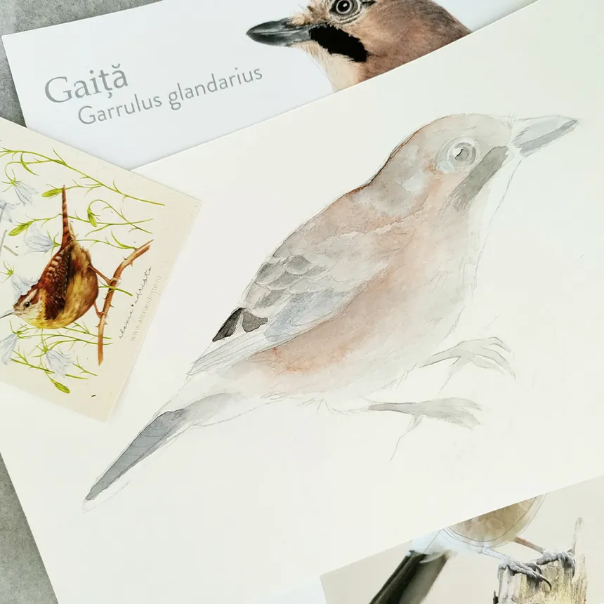 Garrulus glandarius (Gaița) - Illustration - 2