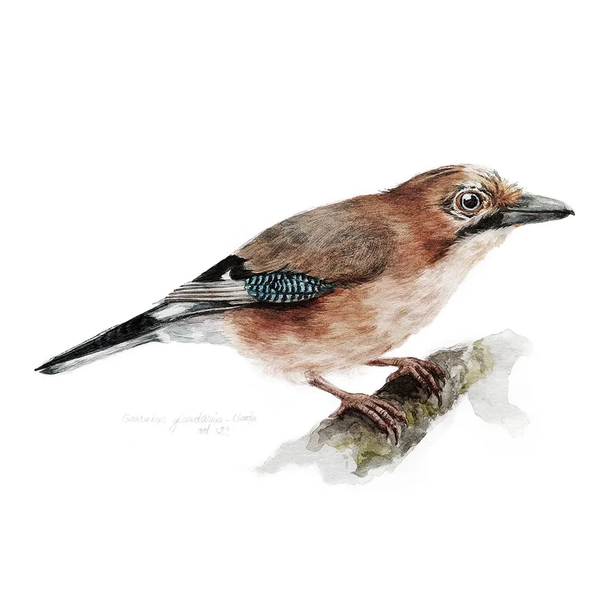 Garrulus glandarius (Gaița) - Illustration - 4